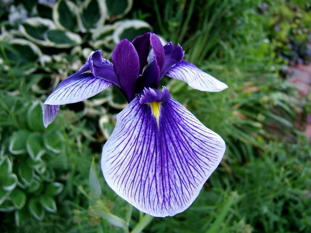 Photo of Japanese Iris (Iris ensata 'Dewa Banri') uploaded by pirl