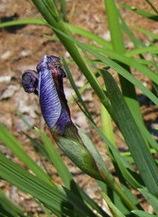Photo of Japanese Iris (Iris ensata 'Dewa Banri') uploaded by pirl
