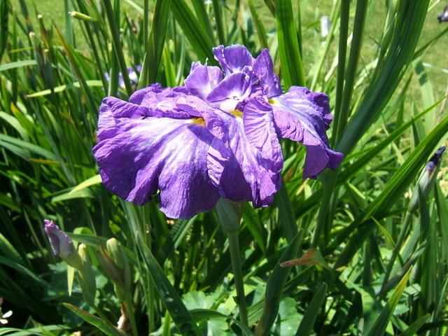 Photo of Japanese Iris (Iris ensata 'Gusto') uploaded by pirl