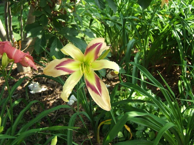 Photo of Daylily (Hemerocallis 'Persian Pattern') uploaded by pirl