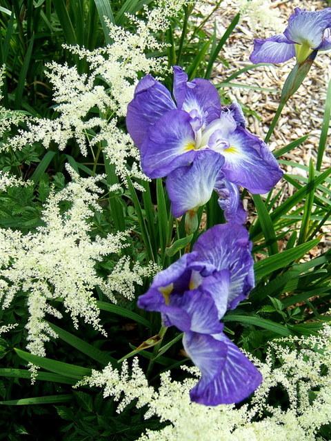 Photo of Japanese Iris (Iris ensata 'Gusto') uploaded by pirl