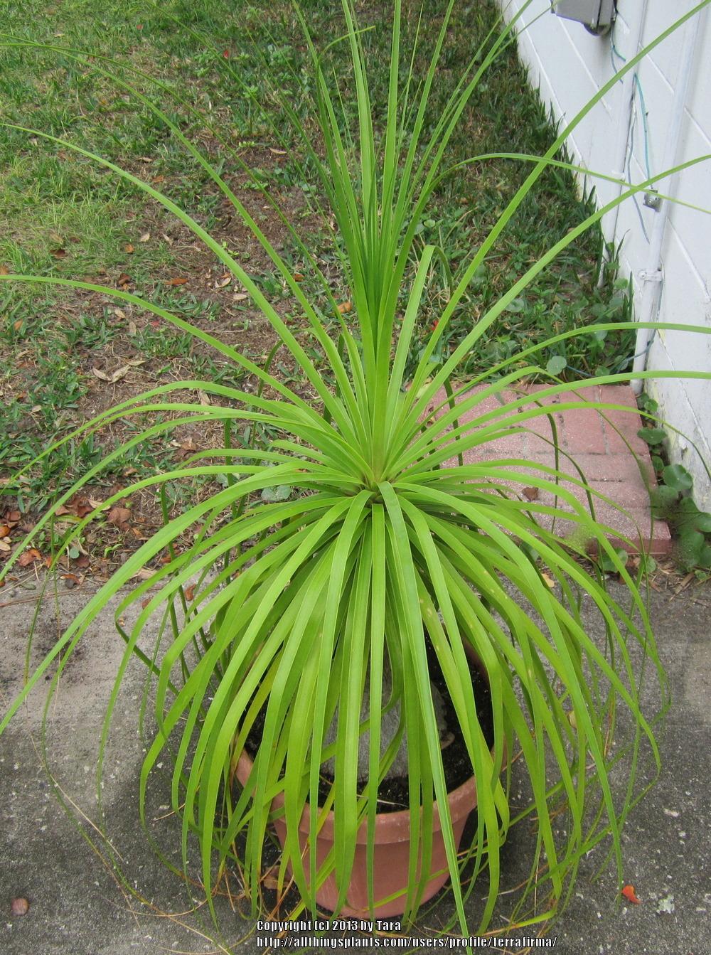 Photo of Ponytail Palm (Beaucarnea recurvata) uploaded by terrafirma