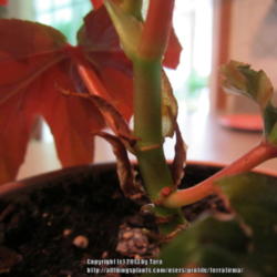 Location: NE., Fl.
Date: 2013-11-18 
A young Begonia showing the beautiful 'cane'