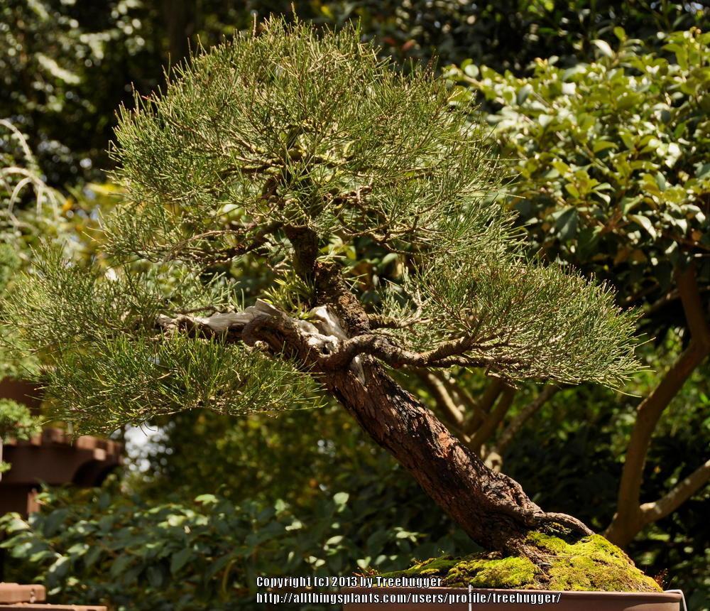 Photo of Australian Pine (Casuarina equisetifolia) uploaded by treehugger