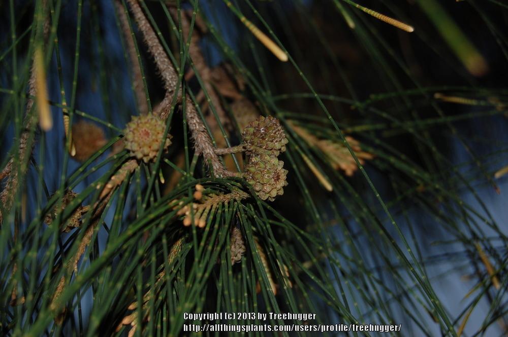 Photo of Australian Pine (Casuarina equisetifolia) uploaded by treehugger