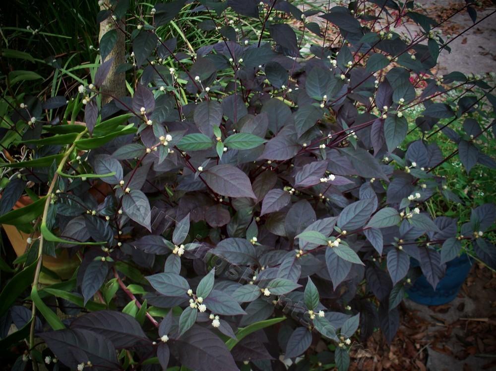 Photo of Calico Plant (Alternanthera dentata 'Purple Knight') uploaded by DavidofDeLand
