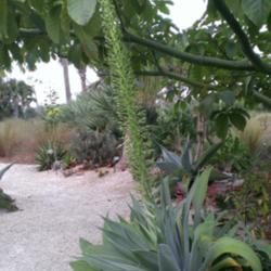Location: Southwest Florida
Date: November 2013
This bloom spike is not yet done growing - it is currently 6 ft. 