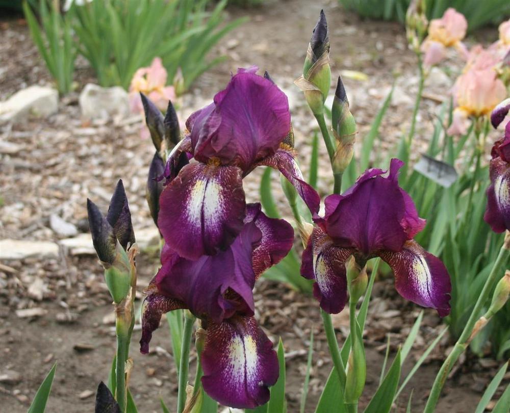 Photo of Tall Bearded Iris (Iris 'Port Wine') uploaded by KentPfeiffer