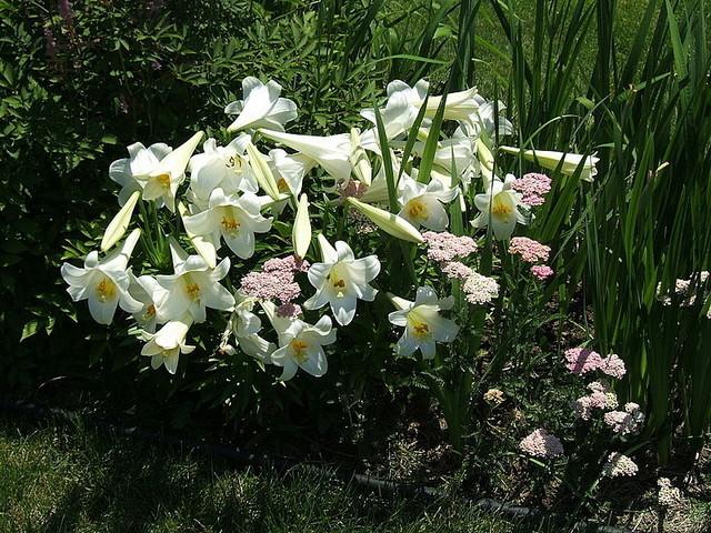 Photo of Lily (Lilium longiflorum) uploaded by pirl