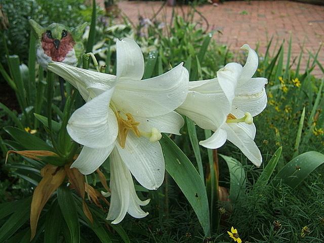 Photo of Lily (Lilium longiflorum) uploaded by pirl