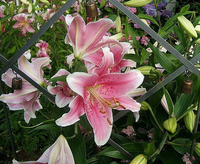 Photo of Lily (Lilium 'Sorbonne') uploaded by pirl