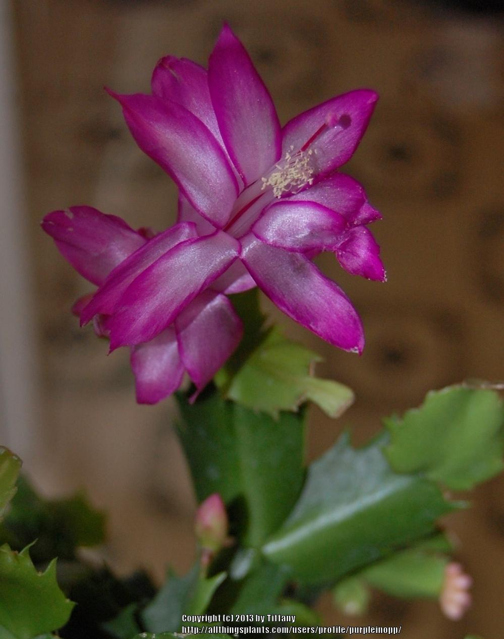 Photo of Christmas Cactus (Schlumbergera truncata) uploaded by purpleinopp