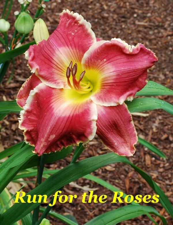 Photo of Daylily (Hemerocallis 'Run for the Roses') uploaded by LarryW