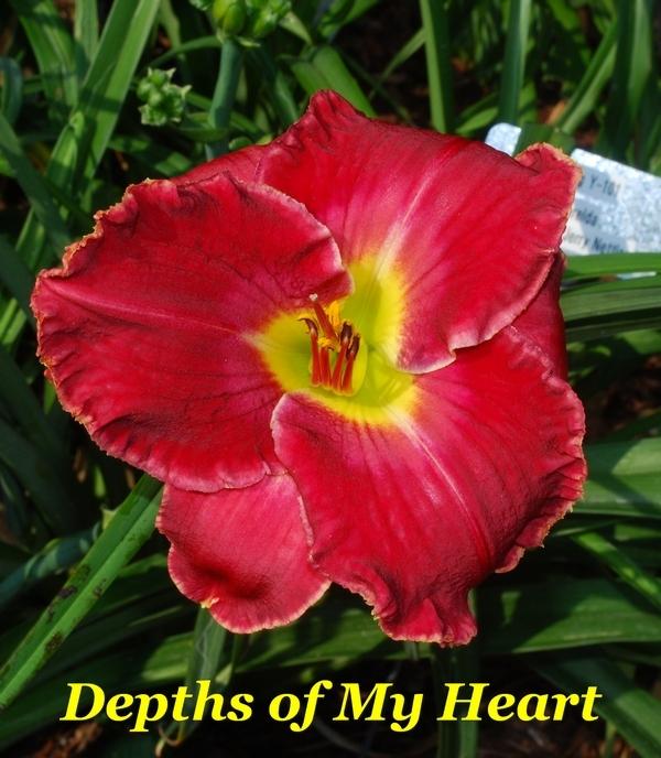 Photo of Daylily (Hemerocallis 'Depths of My Heart') uploaded by LarryW