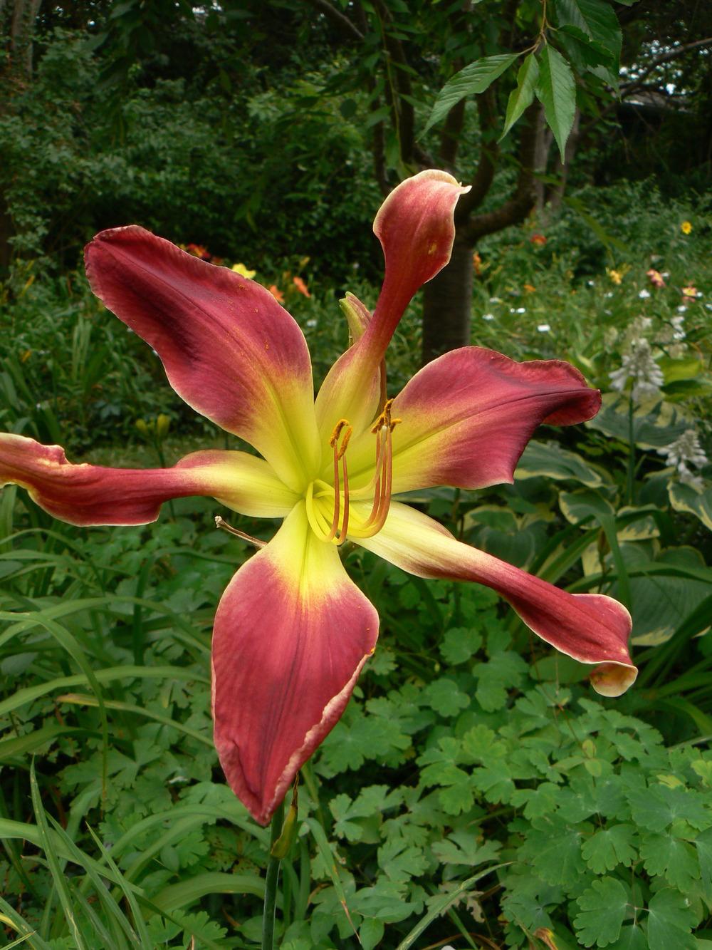 Photo of Daylily (Hemerocallis 'How I Met Your Cat') uploaded by annred97
