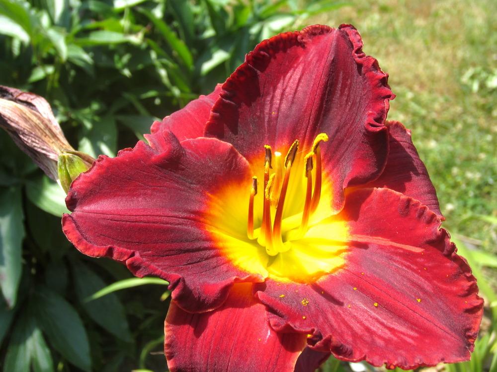 Photo of Daylily (Hemerocallis 'Crimean Crimson') uploaded by bittersweetfarm