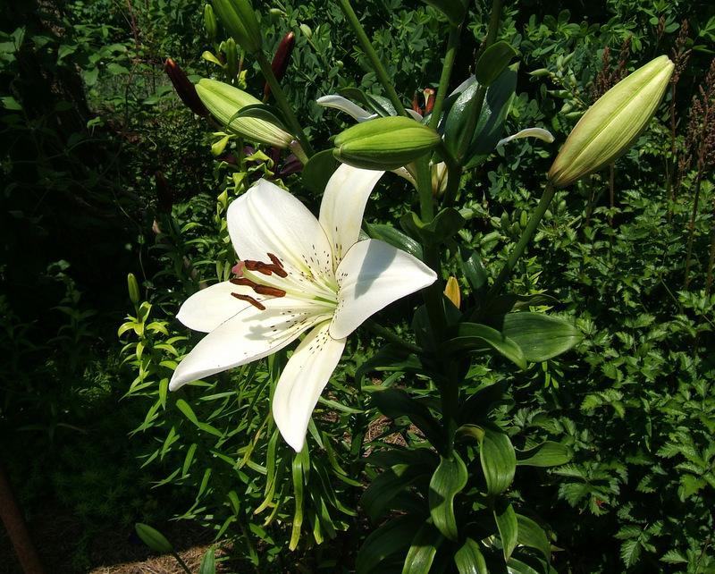 Photo of Lily (Lilium 'Eyeliner') uploaded by pirl