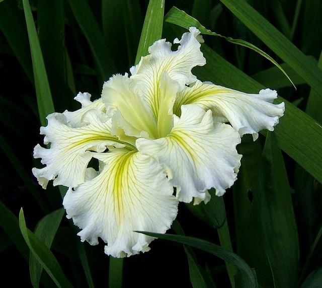 Photo of Louisiana Iris (Iris 'Edna Grace') uploaded by pirl