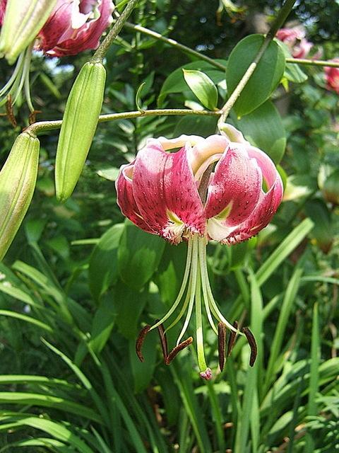 Photo of Lily (Lilium 'Black Beauty') uploaded by pirl