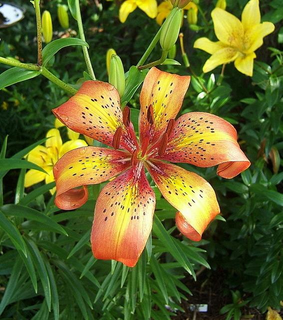 Photo of Asiatic Lily (Lilium 'Firestar') uploaded by pirl