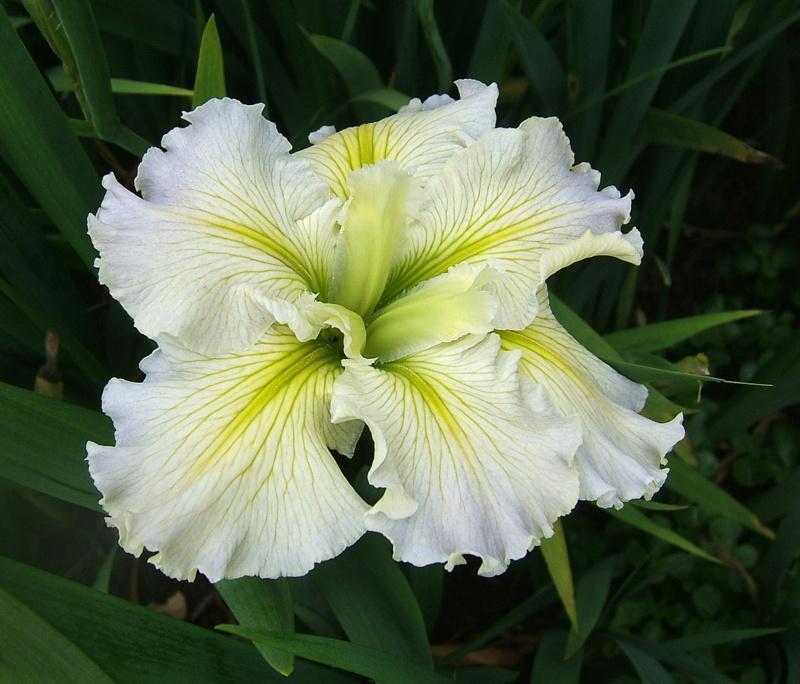 Photo of Louisiana Iris (Iris 'Acadian Miss') uploaded by pirl