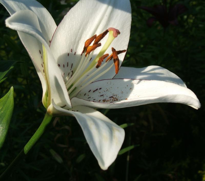 Photo of Lily (Lilium 'Eyeliner') uploaded by pirl