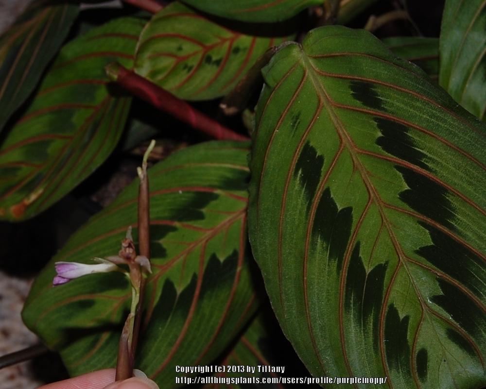 Photo of Prayer Plant (Maranta leuconeura 'Erythroneura') uploaded by purpleinopp