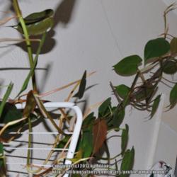 
Date: 2013-02-09
These vines can attach themselves to walls, ruin paint.