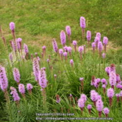 Location: My Garden
Date: 2013-08-06
Variety of liatris plants
