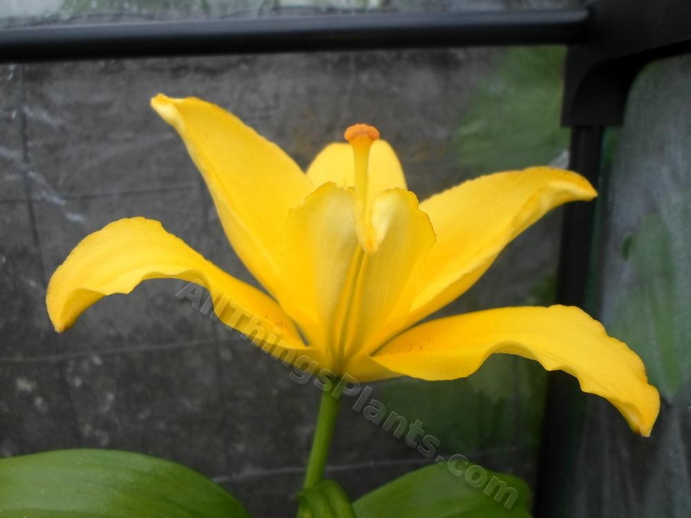 Photo of Lily (Lilium 'Nanjing') uploaded by dellac