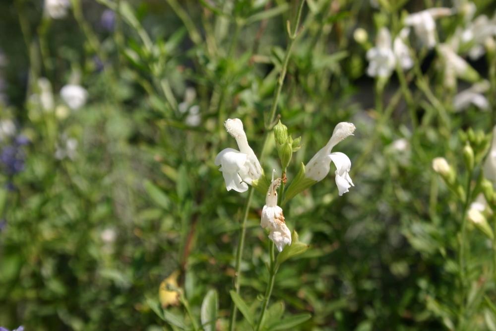 Photo of Autumn Sage (Salvia greggii Puebla™ White) uploaded by jon