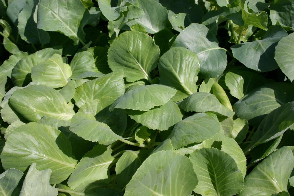 Photo of Cabbage (Brassica oleracea var. capitata 'Stone Head') uploaded by jon