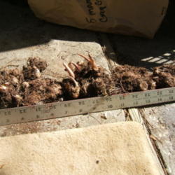 Location: Work area
Date: 2012-0512
Just 5 mammoth bulbs take up 17" of space. Caladiumbulbs4less - B