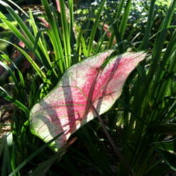 Location: Shade garden
Date: 2012-0829
Leaves look like stained glass in the late afternoon sun.