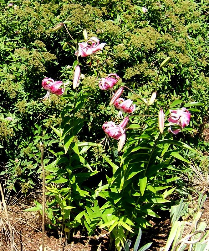 Photo of Rubrum Lily (Lilium speciosum var. speciosum) uploaded by pirl