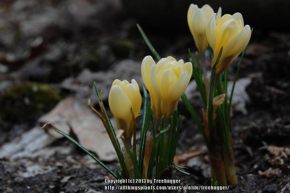 Photo of Snow Crocus (Crocus chrysanthus 'Cream Beauty') uploaded by treehugger