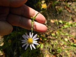 Thumb of 2013-11-21/wildflowers/6be69d