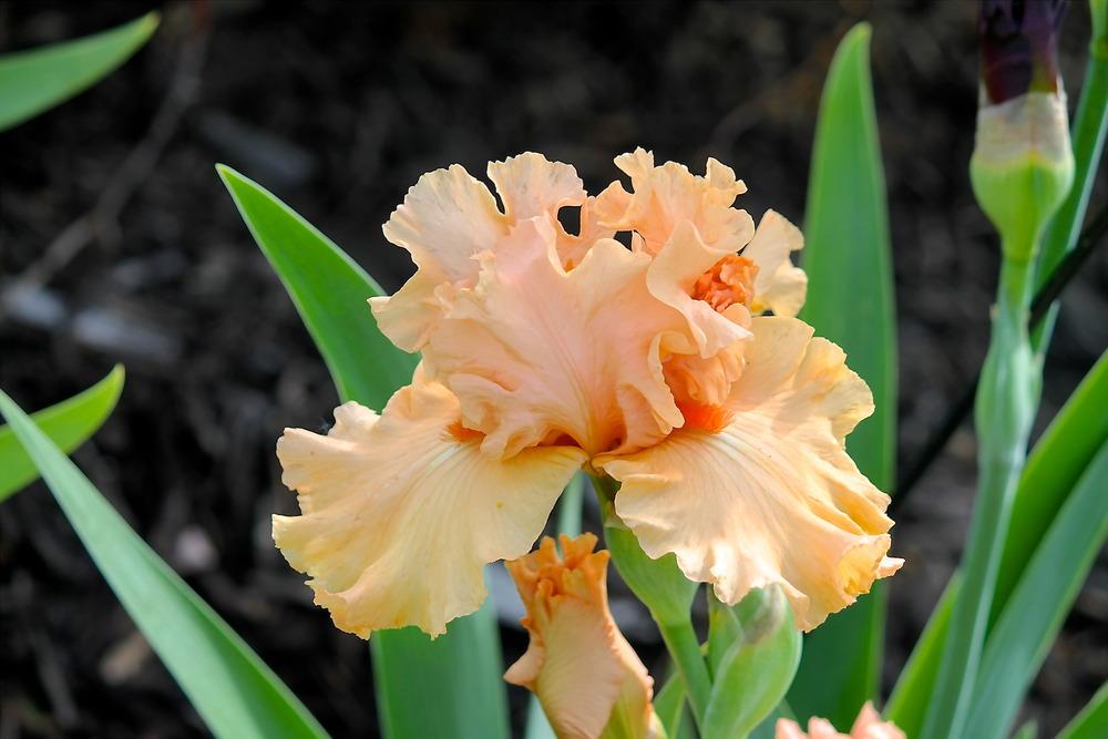Photo of Tall Bearded Iris (Iris 'Southern Morning') uploaded by ARUBA1334