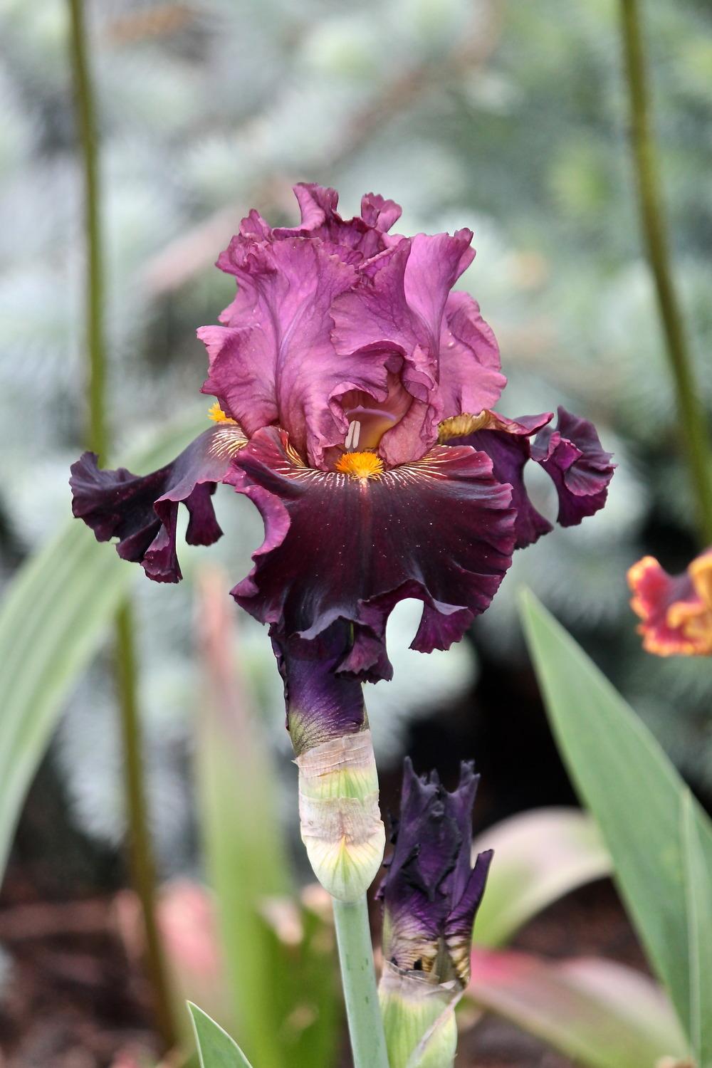Photo of Tall Bearded Iris (Iris 'Buccaneer's Prize') uploaded by ARUBA1334