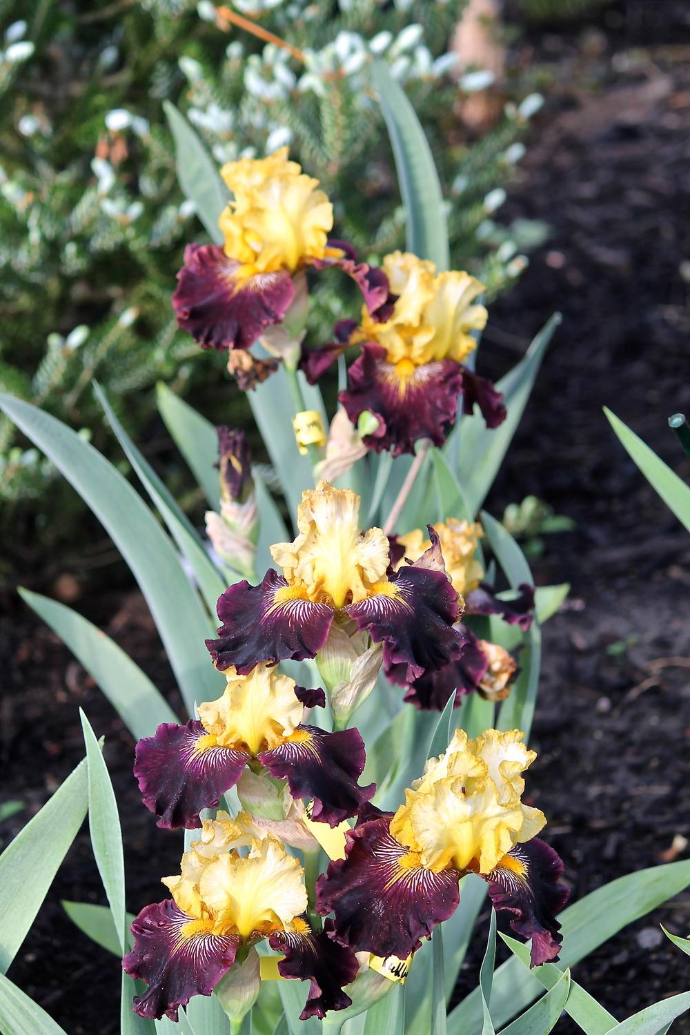 Photo of Tall Bearded Iris (Iris 'Reckless Abandon') uploaded by ARUBA1334