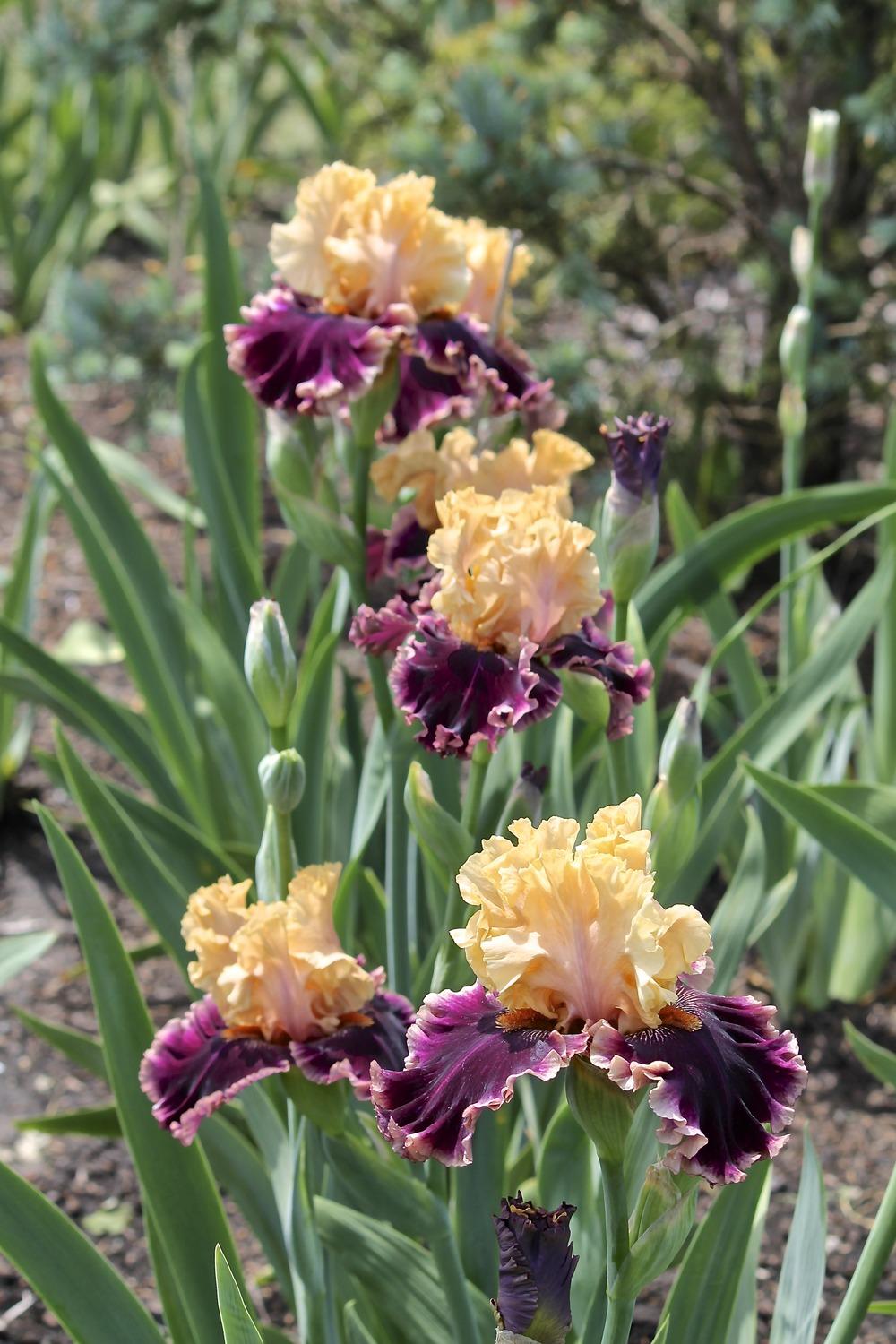 Photo of Tall Bearded Iris (Iris 'Hello It's Me') uploaded by ARUBA1334