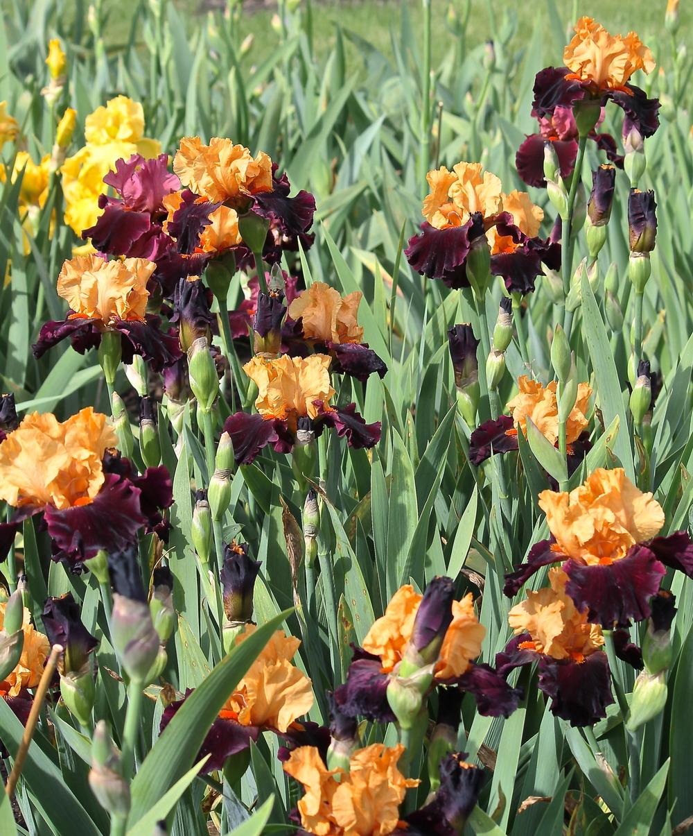 Photo of Tall Bearded Iris (Iris 'Brilliant Disguise') uploaded by ARUBA1334