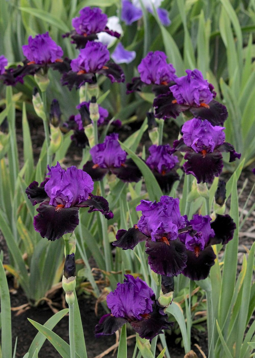 Photo of Tall Bearded Iris (Iris 'Romantic Evening') uploaded by ARUBA1334