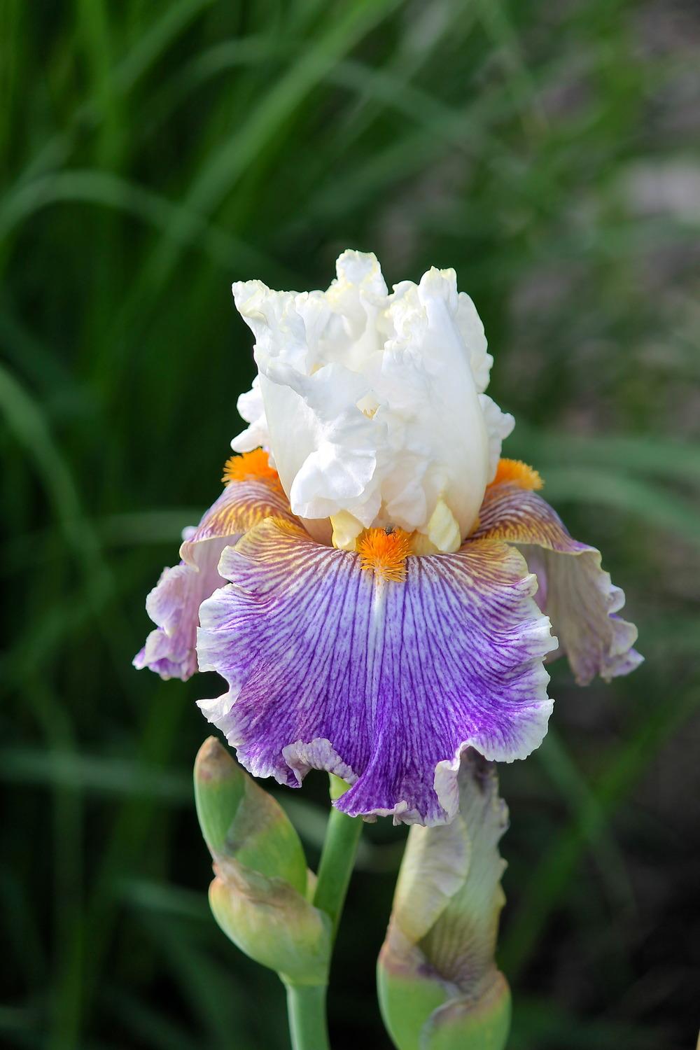 Photo of Tall Bearded Iris (Iris 'Magic Happens') uploaded by ARUBA1334