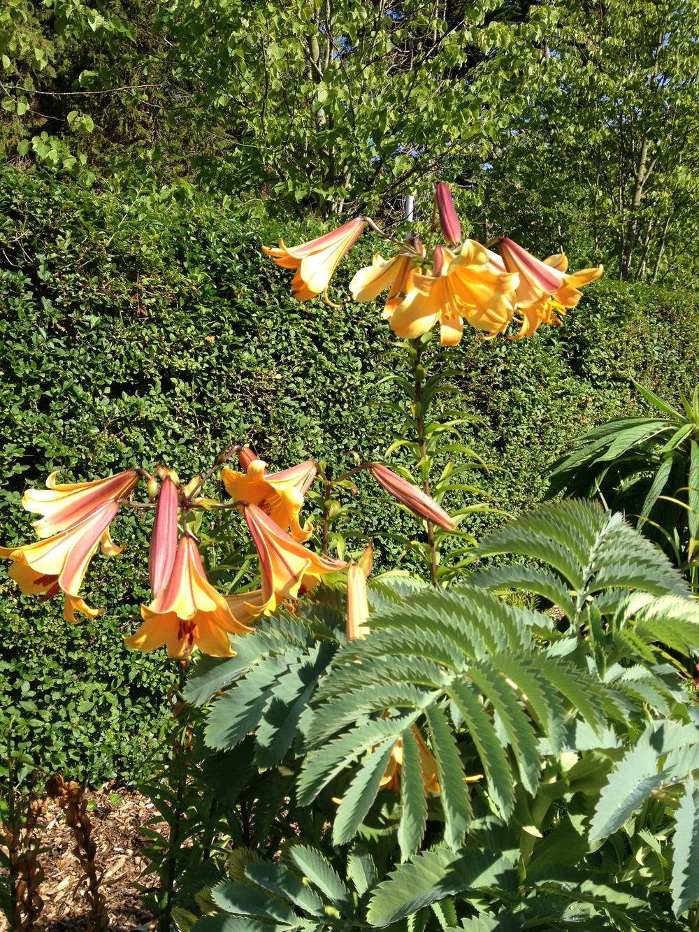 Photo of Lily (Lilium African Queen) uploaded by Cantillon