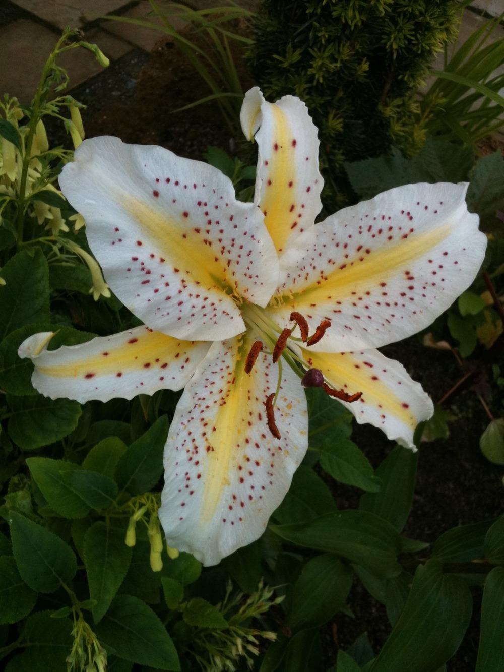 Photo of Lily (Lilium auratum var. platyphyllum) uploaded by Cantillon