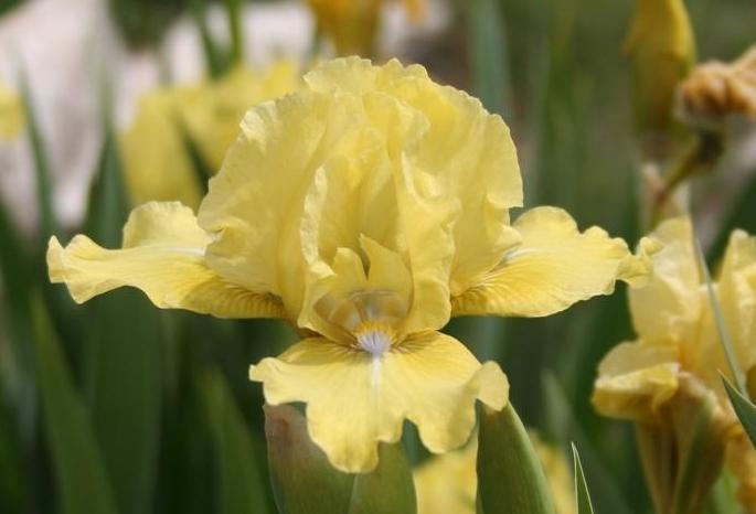 Photo of Intermediate Bearded Iris (Iris 'Blue Eyed Blond') uploaded by KentPfeiffer