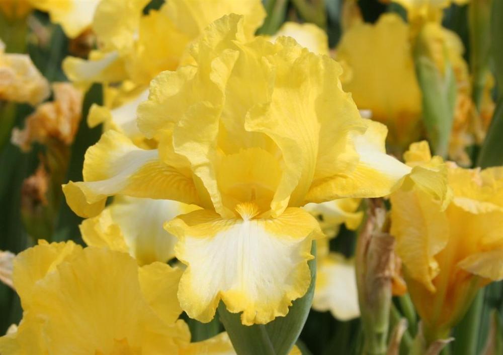 Photo of Intermediate Bearded Iris (Iris 'Bottled Sunshine') uploaded by KentPfeiffer