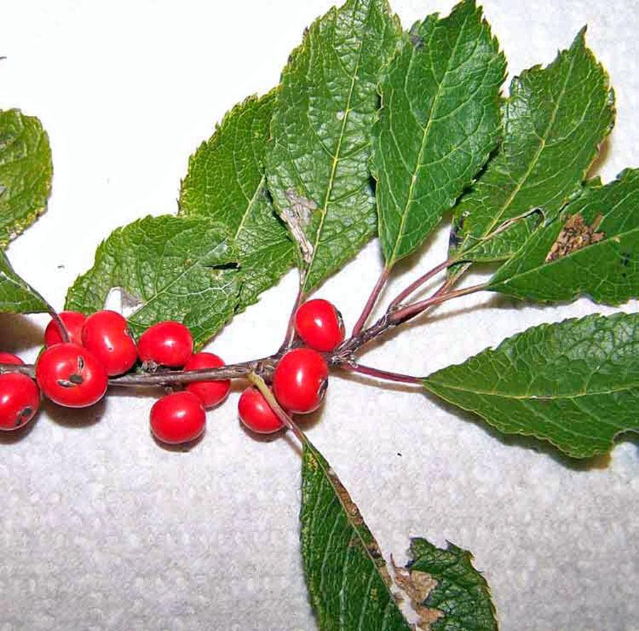 Photo of Winterberry (Ilex verticillata) uploaded by TBGDN