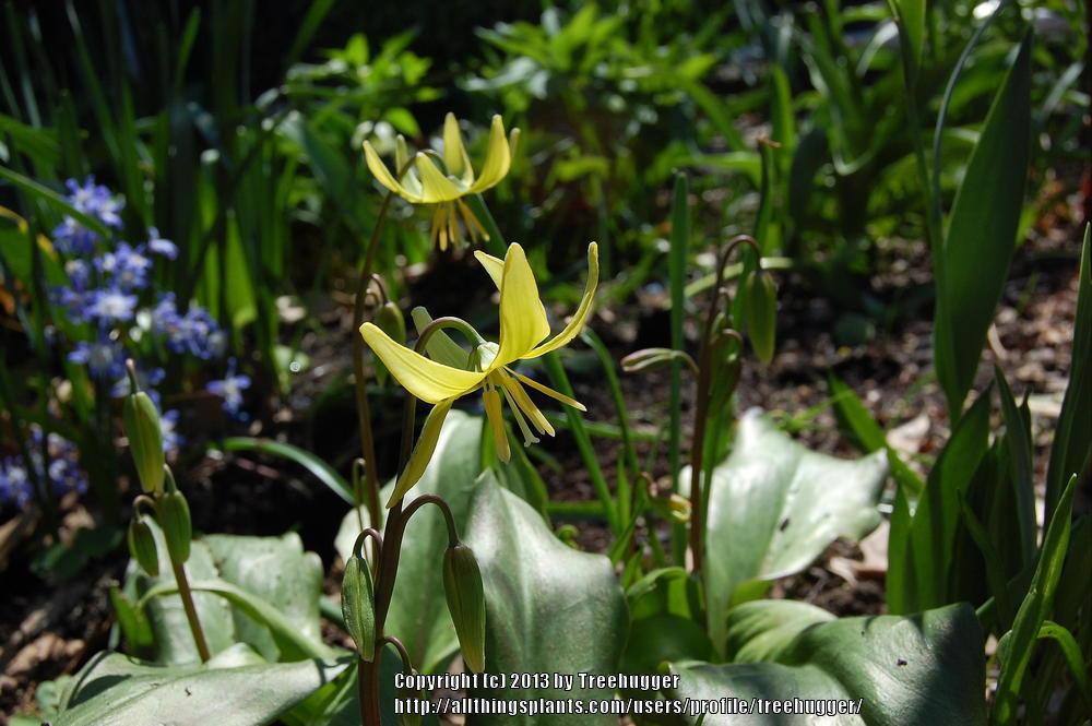 Photo of Trout Lily (Erythronium 'Pagoda') uploaded by treehugger